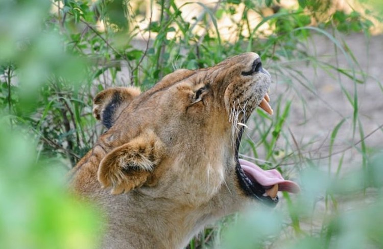 photo of Via  southern Safari 